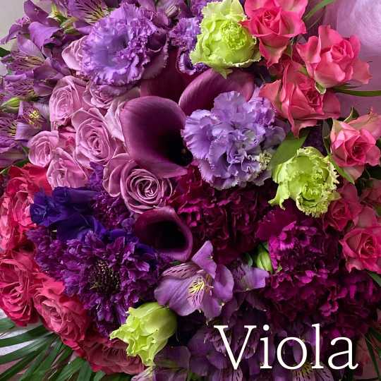 濃い紫「ヴィオラ」