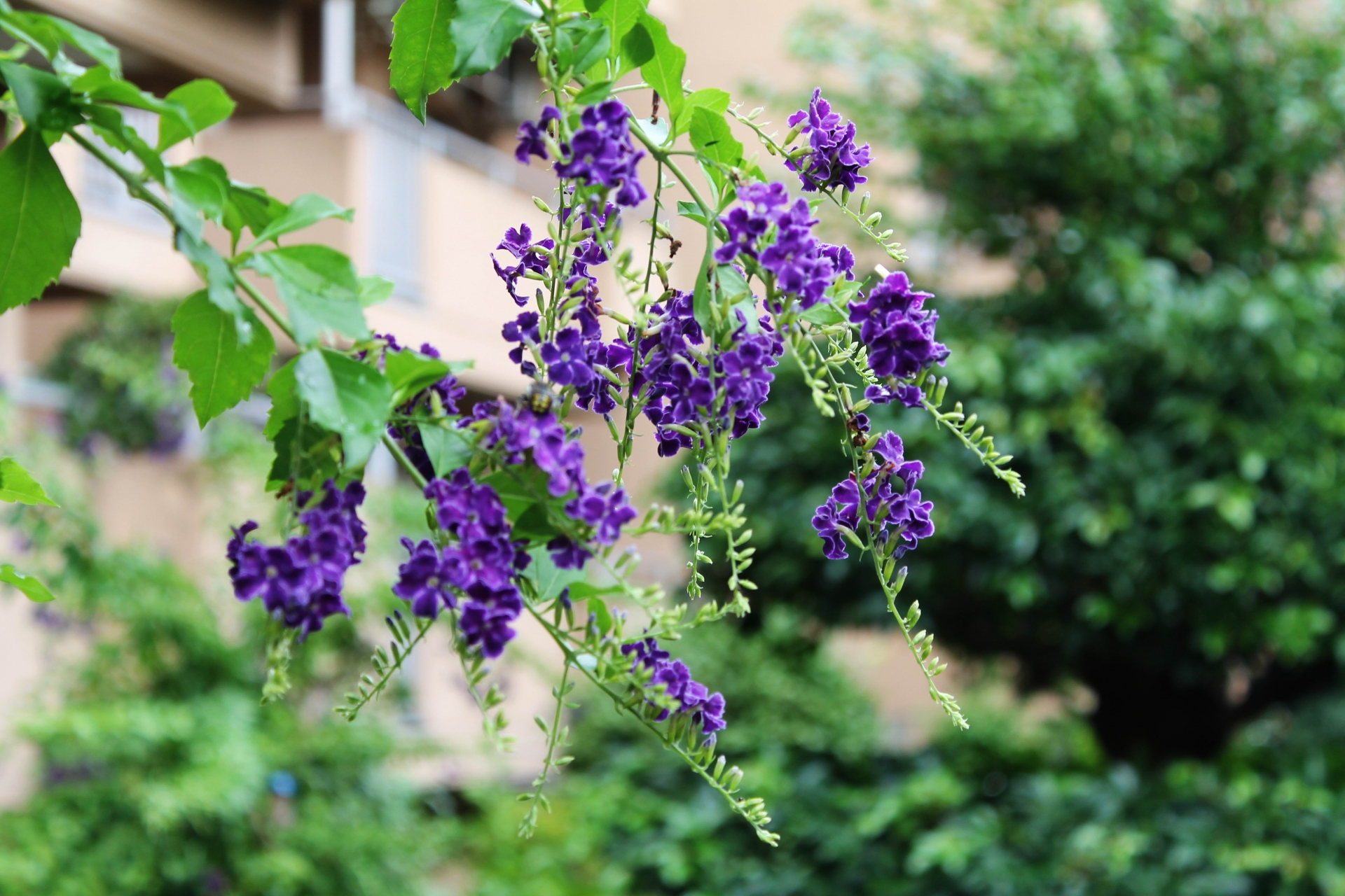 花の知性