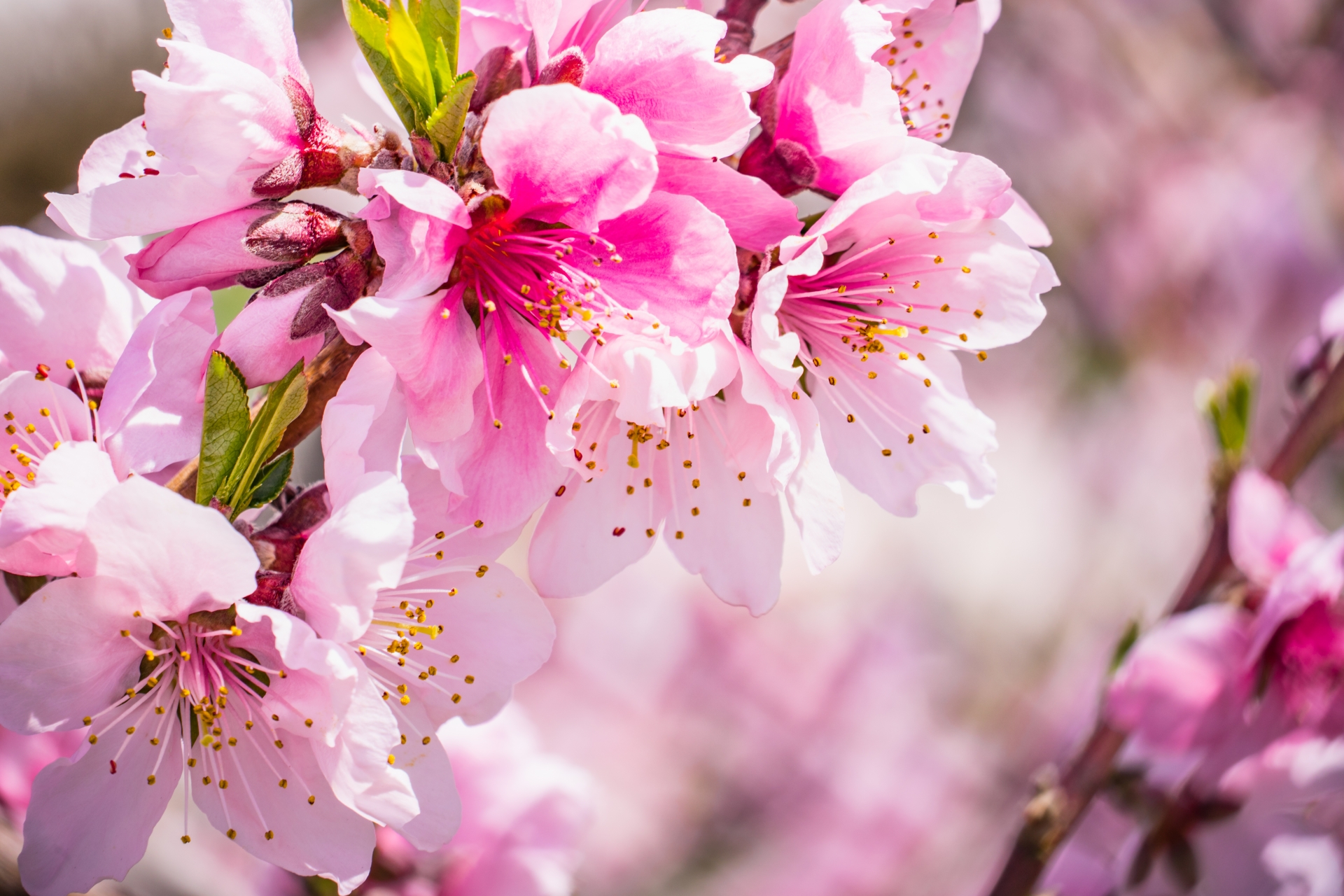 桜梅桃李（おうばいとうり）