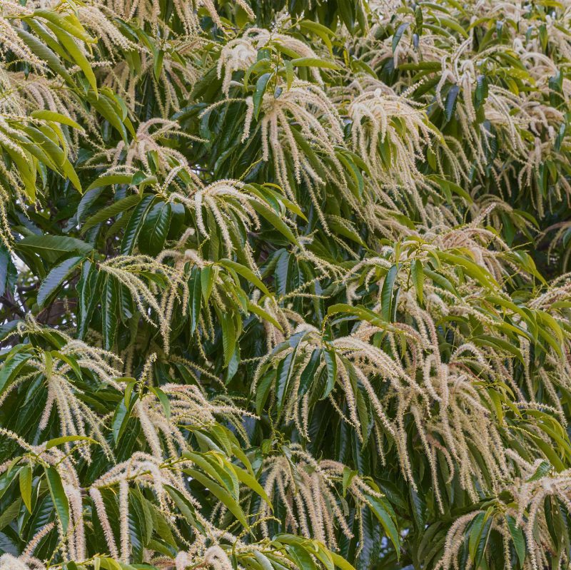 クリ 花言葉「私に対して公平であれ」