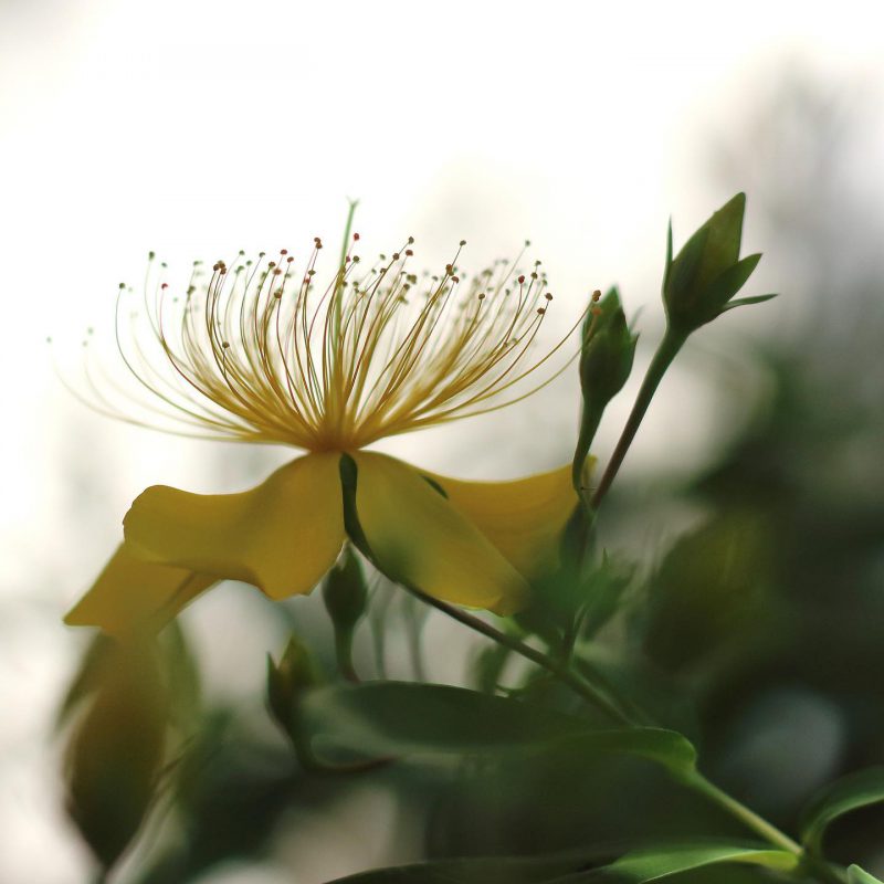 ビヨウヤナギ　花言葉「多感」