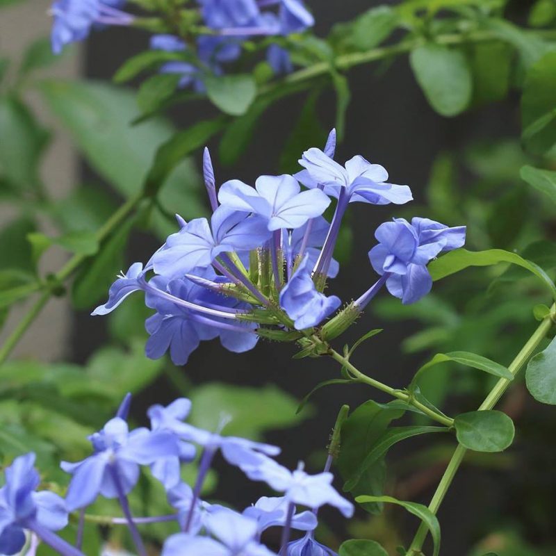 世阿弥◎ルリマツリ 花言葉「密かな情熱」