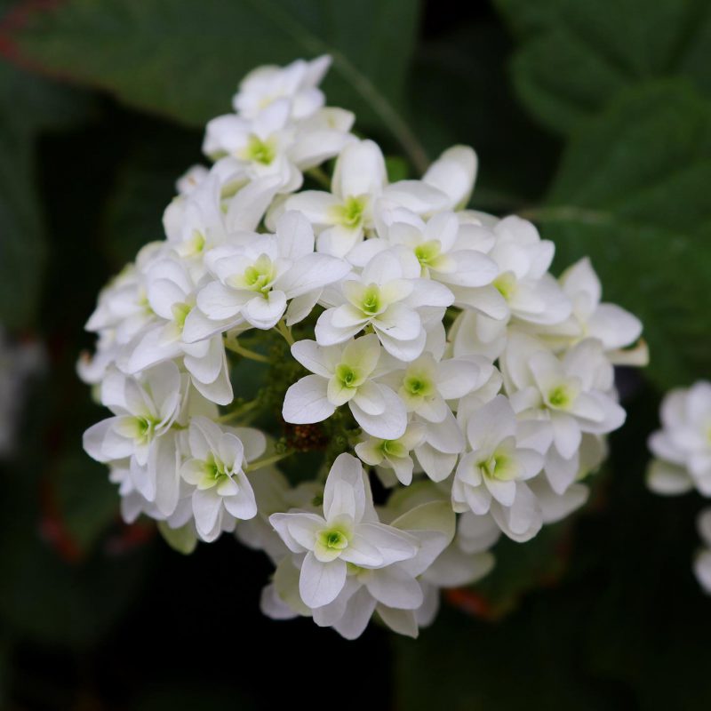 アジサ白 花言葉「寛容」