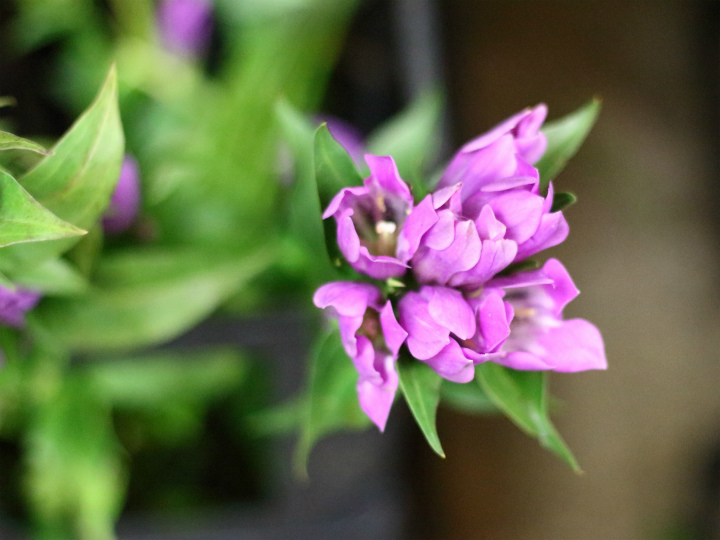 心を一本の花に託してきた日本人。心の数だけ花がある。