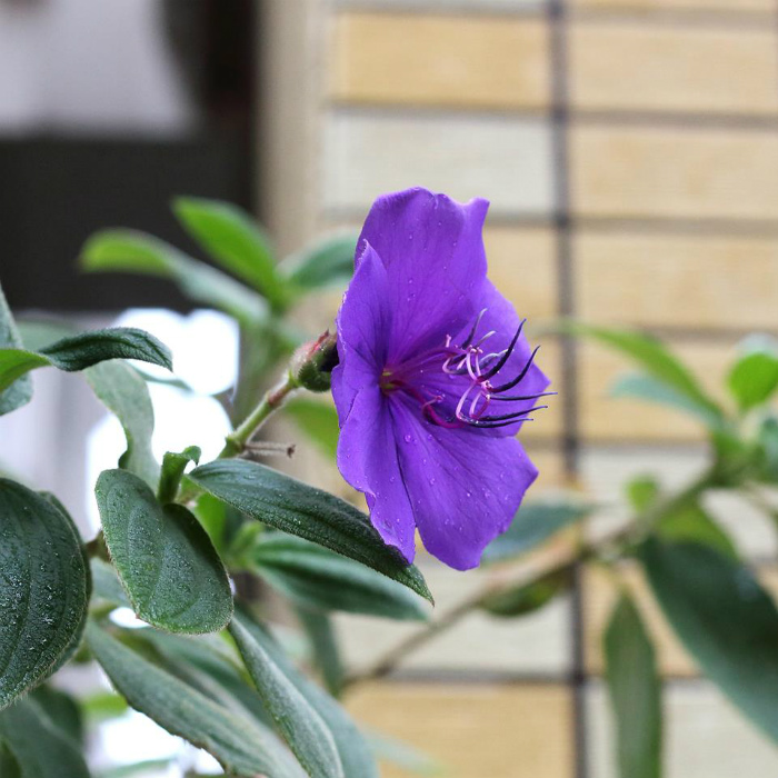 シコンノボタン　花言葉「常に冷静」