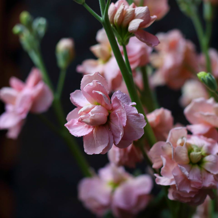 ストック　花言葉「未来を見つめる」