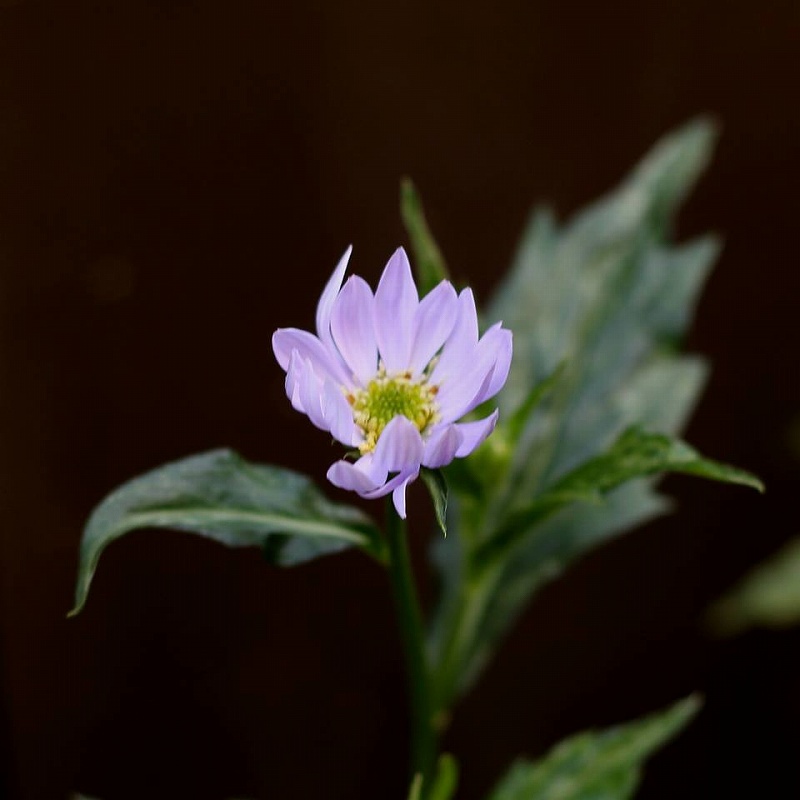 竜胆の花と賢治