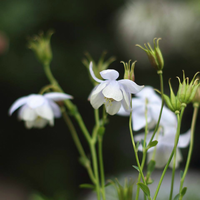 故人の家族が花を送るとき