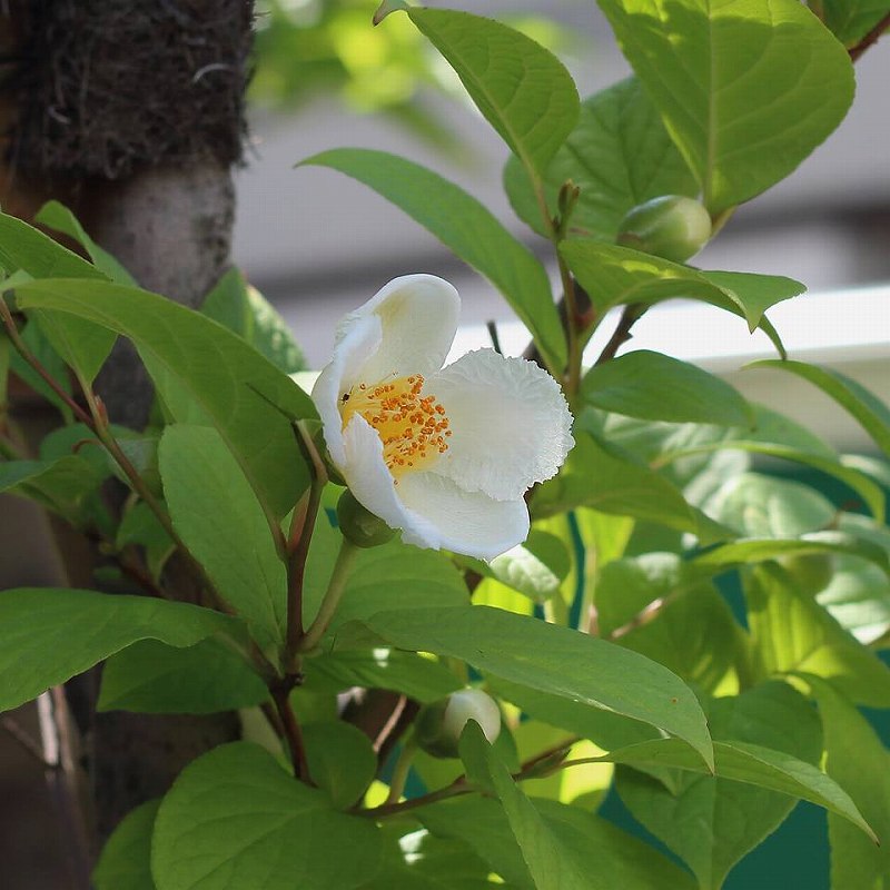 秘すれば花なり