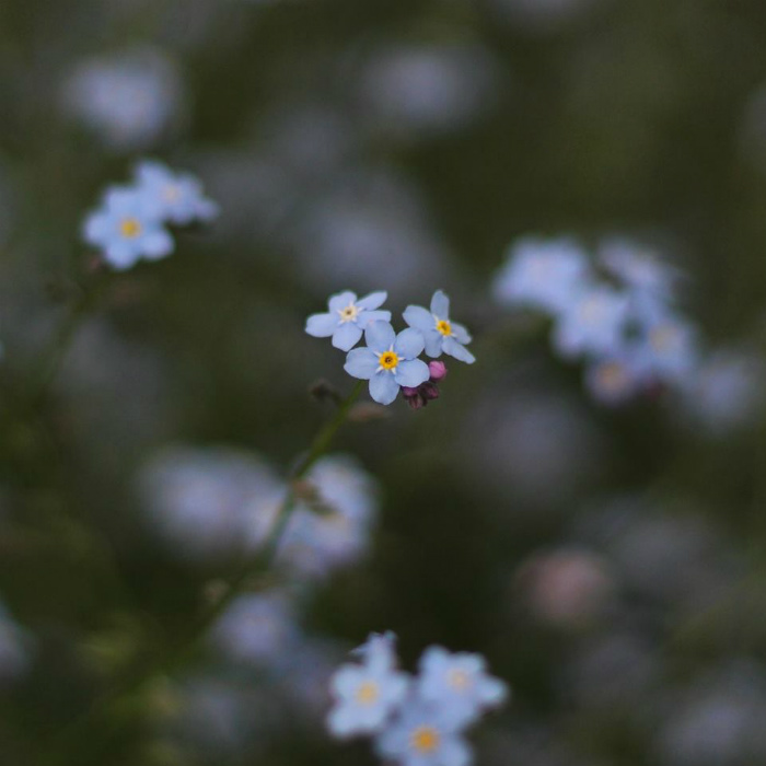 花とともに