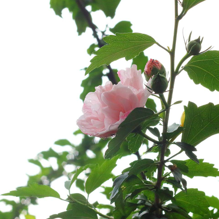 夏越の祓（なごしのはらえ）水無月