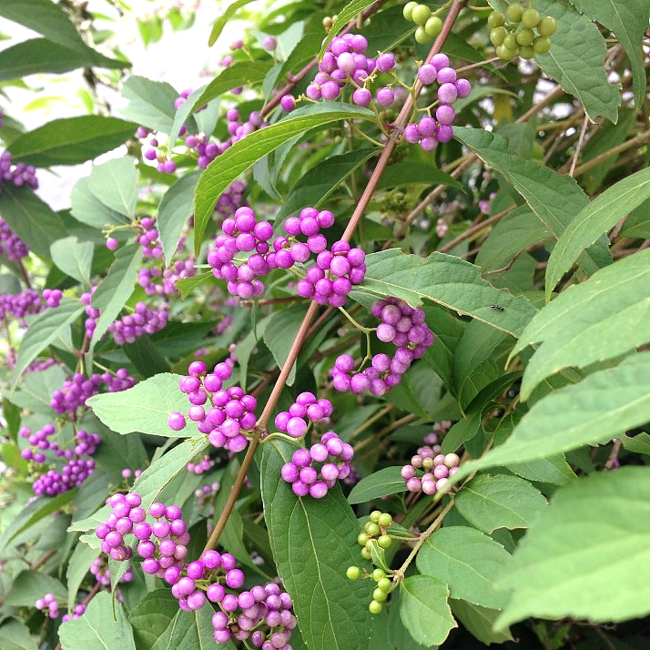 紫式部　花言葉「愛され上手」