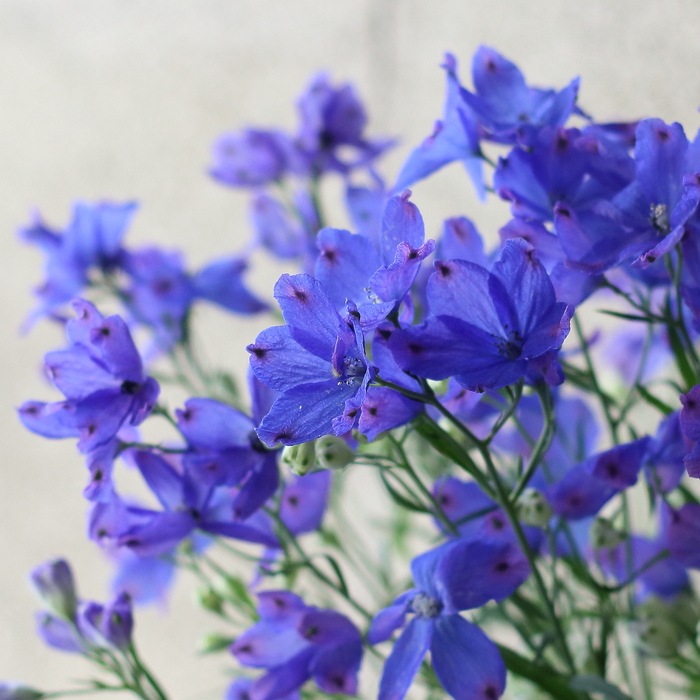 デルフィニウム　花言葉「あなたは幸せをふりまく」