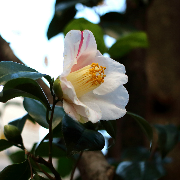 ツバキ　花言葉「ひかえめな優しさ」