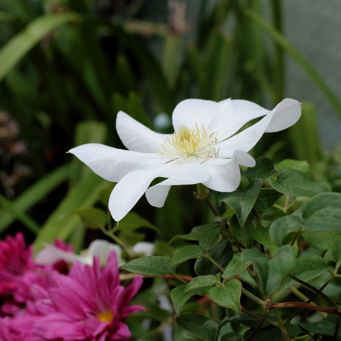 テッセン　花言葉「美しい心」