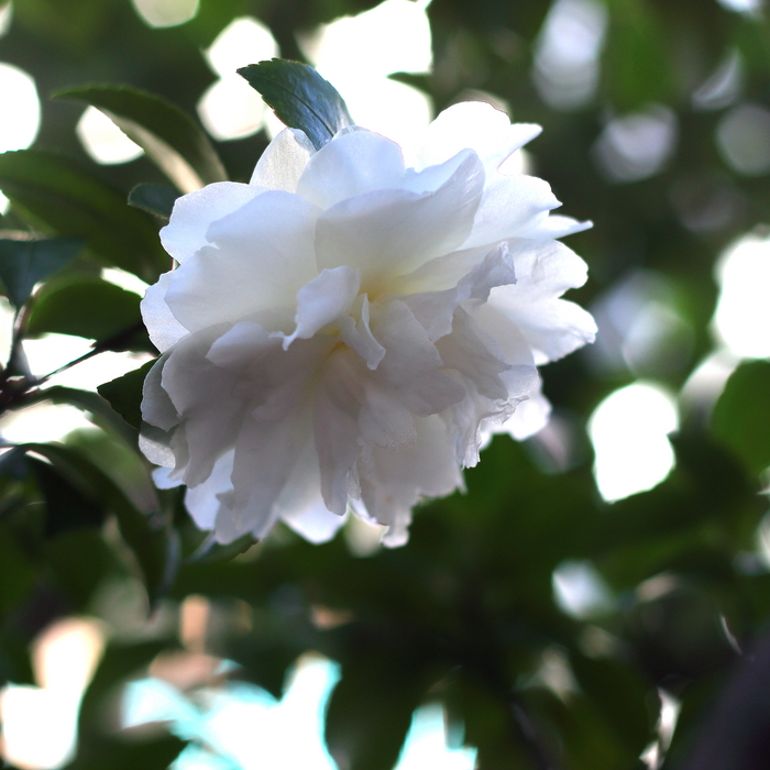 サザンカ 白　花言葉「理想の恋」