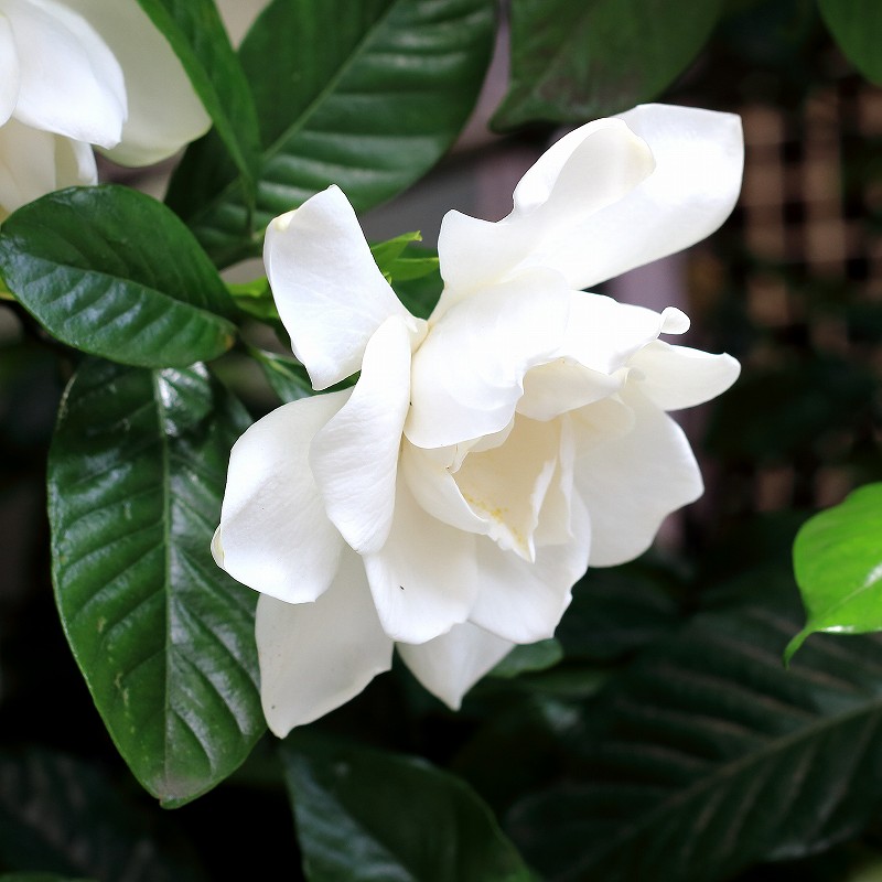 くちなしの花言葉　「私は幸せ」