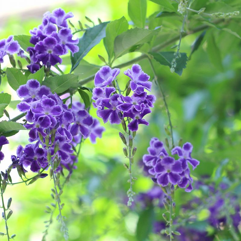 デュランタ　花言葉「あなたを見守る」