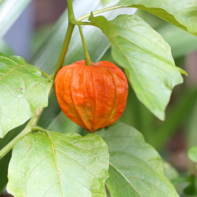 ホオズキ　花言葉「自然美」