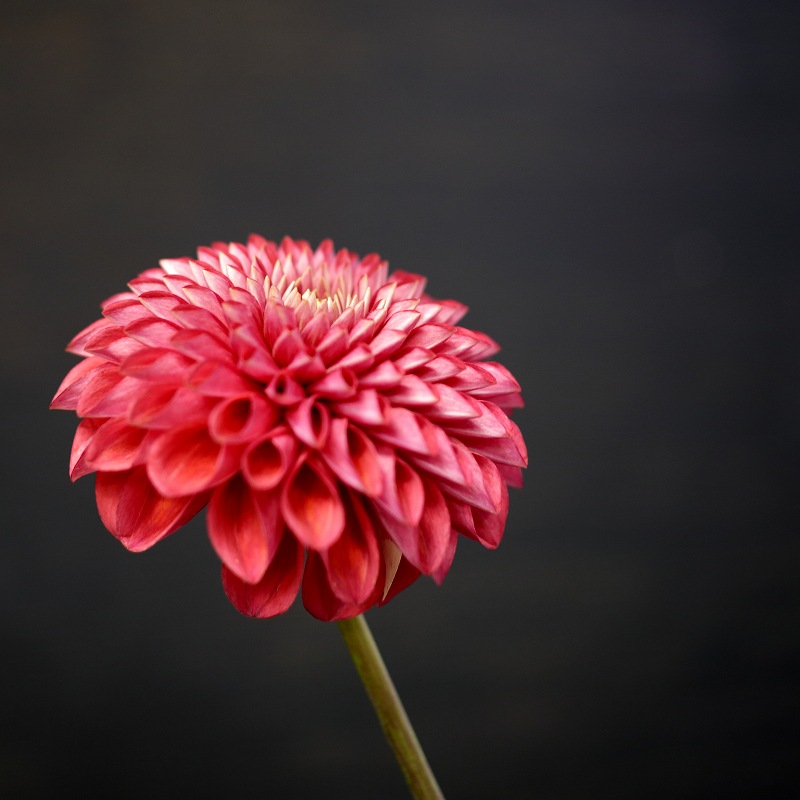 ダリア　花言葉「感謝」