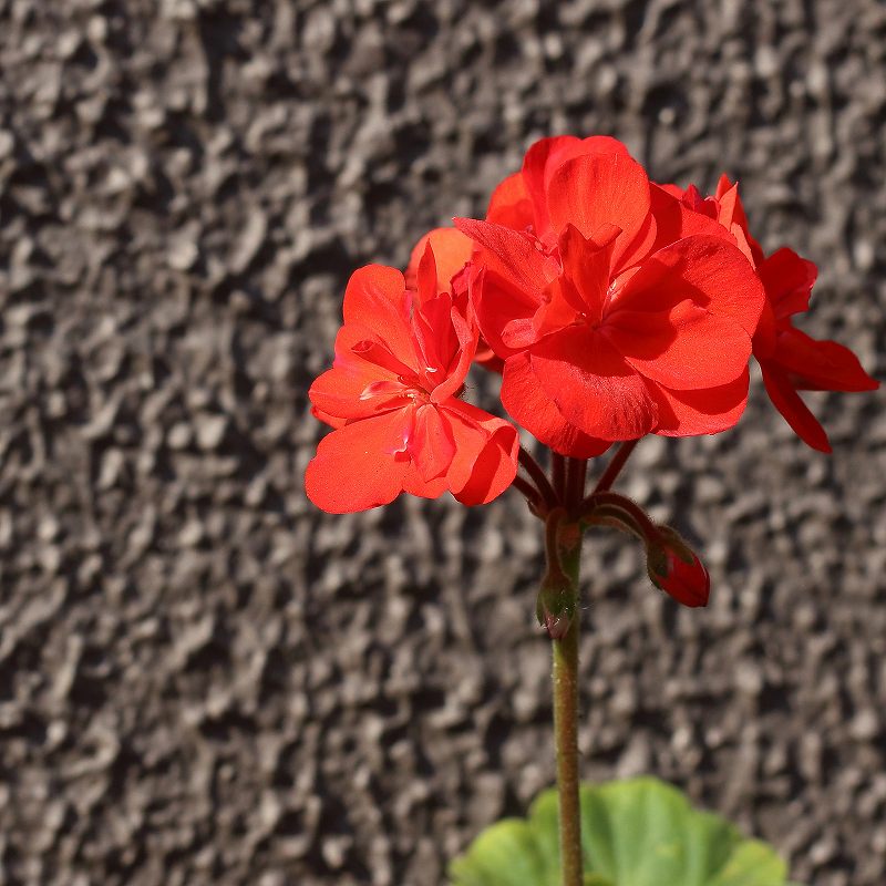 ゼラニウムの花言葉「友情」