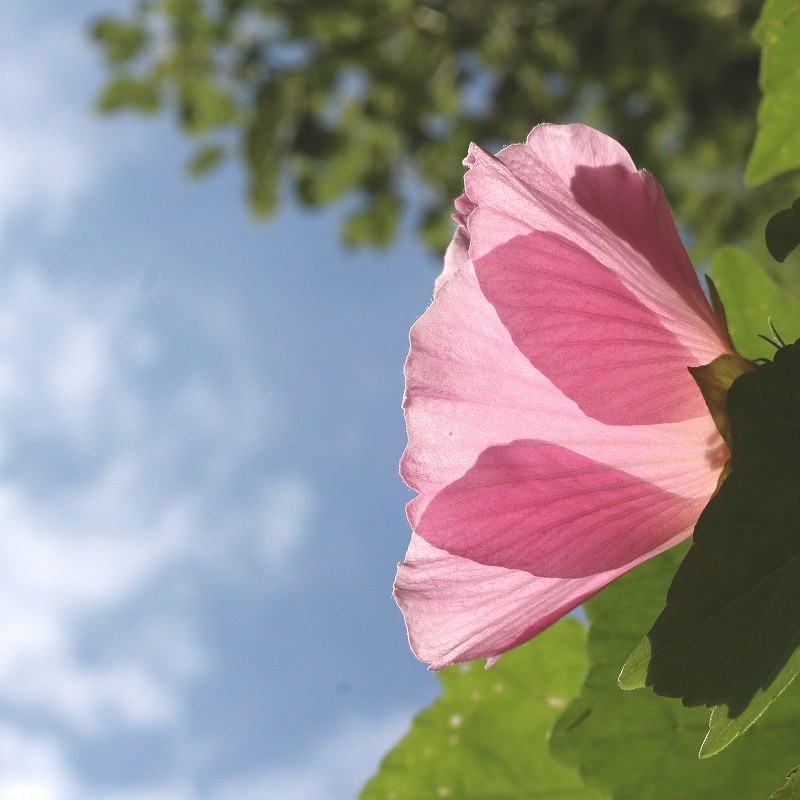 ７月７日は小暑