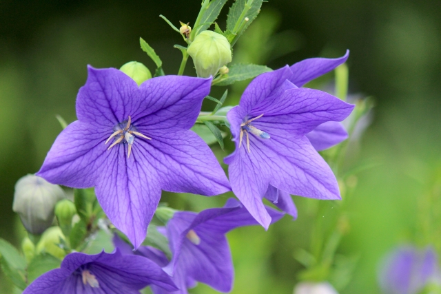 キキョウ 花言葉「誠実」