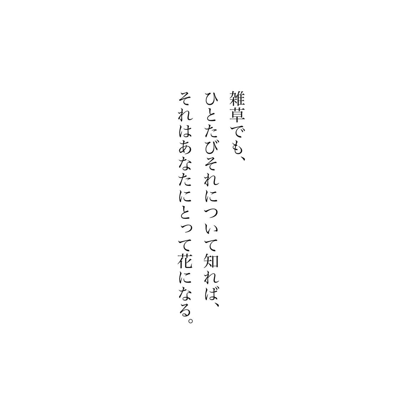 ミズヒキソウ。細長い花穂に小花がまばらに咲いていて、その花色は上半分は赤色、下半分は白色。熨斗にかける紅白の水引に似ていることから名づけられています。秋はお祝いもおおい季節。迎えるその日が美しい秋晴れのなか迎えられる事を願っています。君に幸あれ、今日もいちりんあなたにどうぞ。雑草でも、ひとたびそれについて知れば、それはあなたにとって花になる。ミズヒキソウ 花言葉「感謝の気持ち」