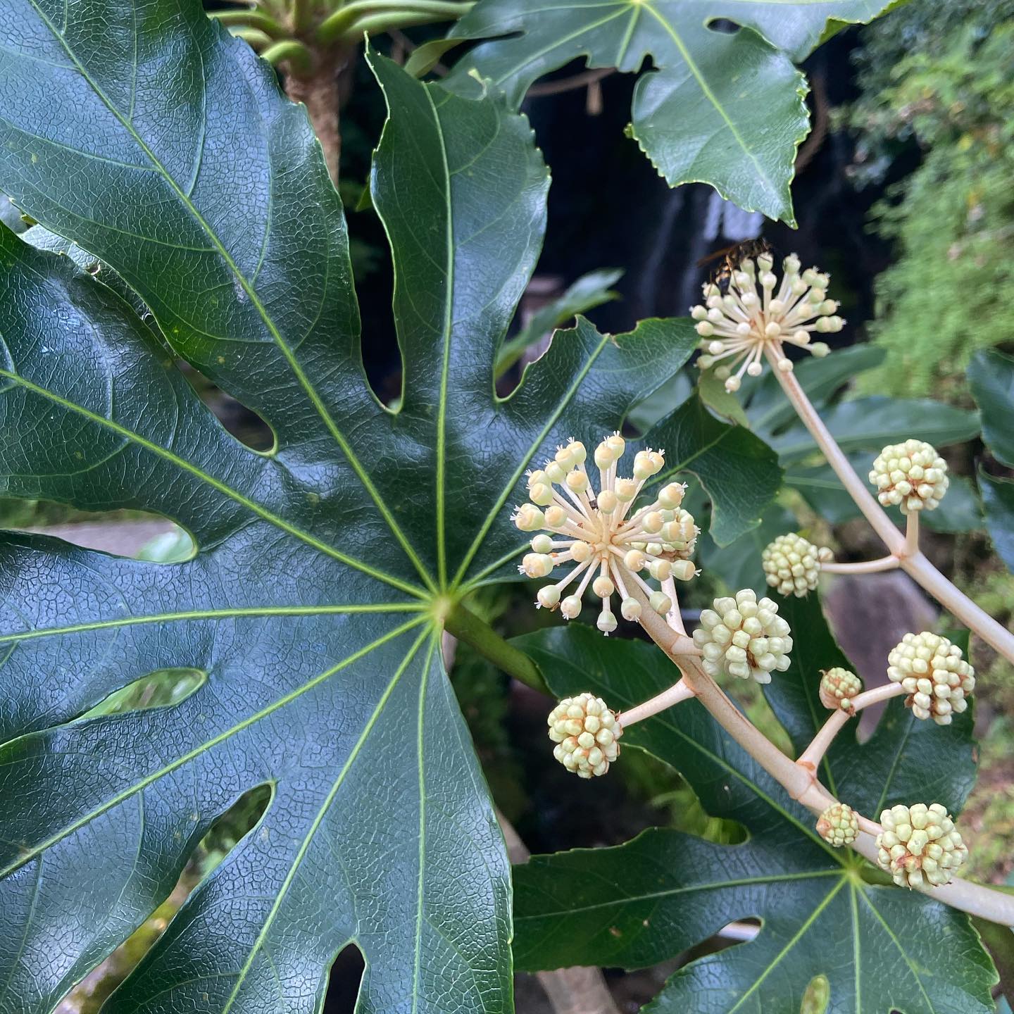 マルクス・アウレリウス◎ヤツデ 花言葉「親しみ」