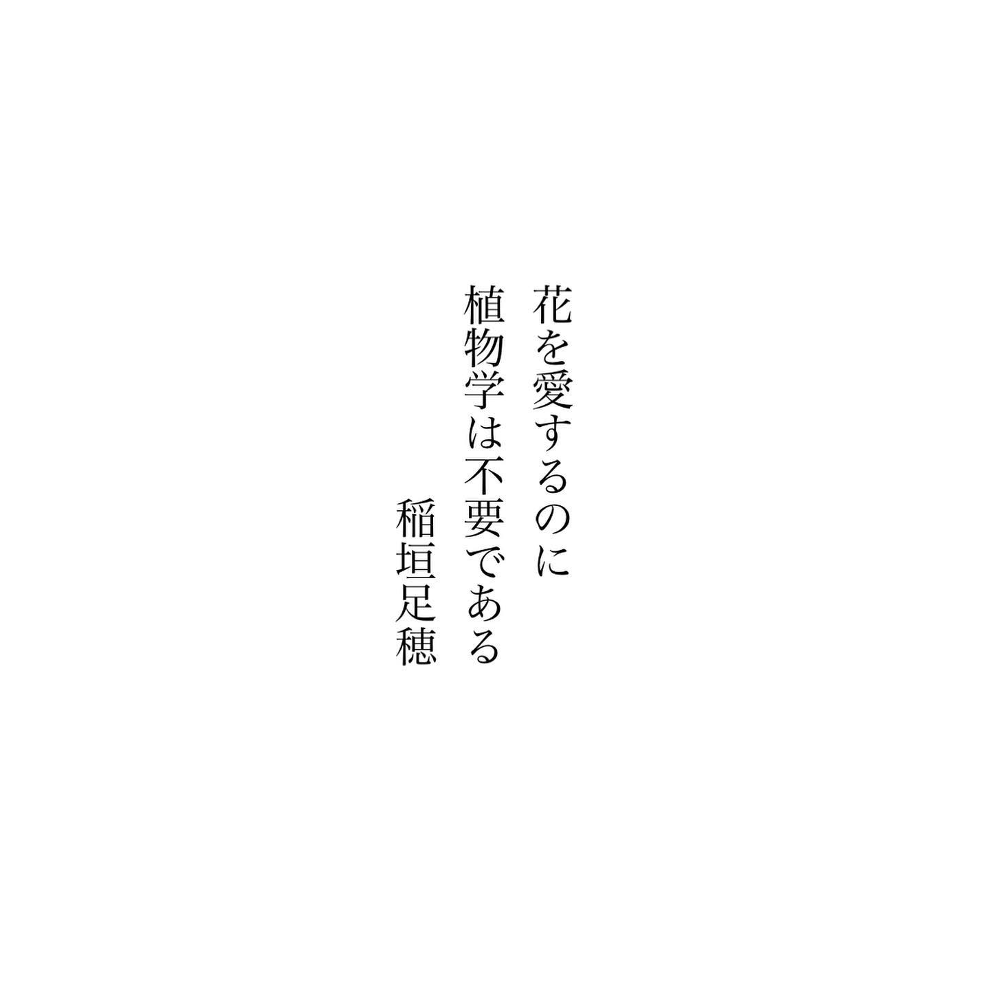 フジバカマ 花言葉「あの日を思い出す」