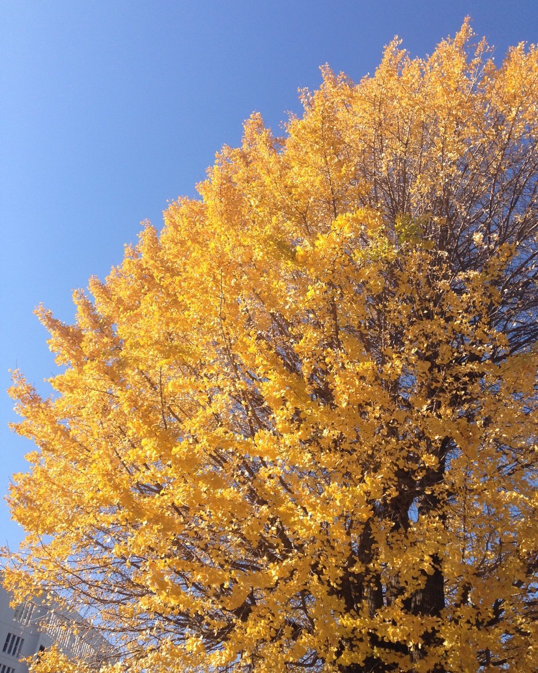 イチョウ 花言葉「荘厳」