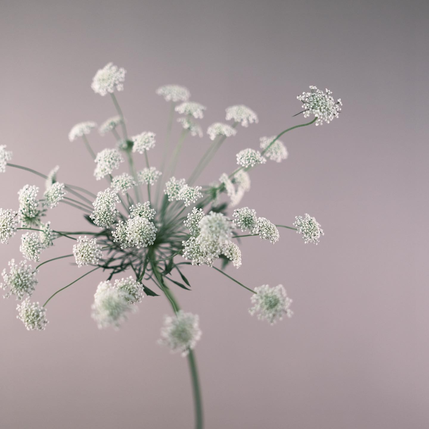 芸術家の役目とは、問いを投げかけることであって、それに答えることではない。