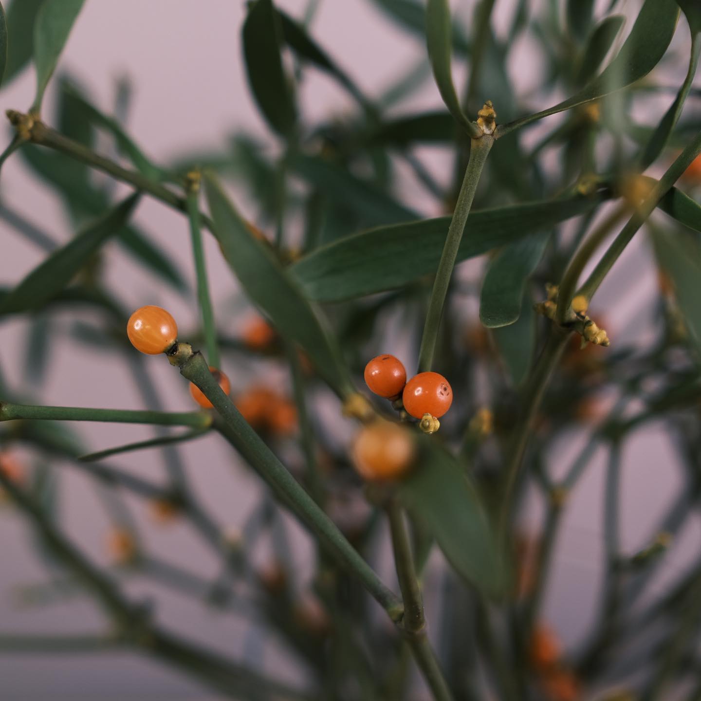 さあ12月になりました。先急ぎする落ち着きのなさを鎮めるように、植物をもとめる一か月がはじまります。ヤドリギは落葉する高い樹木を宿にして、そこで生育する不思議な木。キリスト教が広まるよりもずっとまえ、古代ケルトの冬のころ、きびしい寒さと雪におわれて、すみかをなくした森の精霊を、迎えいれる場所として家の中に吊るされたのがヤドリギだったといいます。クリスマスをまつこの季節に、ヤドリギをドアや部屋に吊るして幸せや安全を願うのは、この伝説が由来みたい。それからね、この木の下で出会ったら、相手がどんな苦手でも仲直りしなくてはいけないんですって。泣いても笑っても今年も今月でおしまいです。仲良く過ごしてまいりましょう。今日もいちりんあなたにどうぞ。困難な苦しいとき、私は気分を変え、人一倍働いた。-トーマス・エジソン#ヤドリギ 花言葉「困難に打ち克つ」#宿木 #宿り木 #師走 #viscum