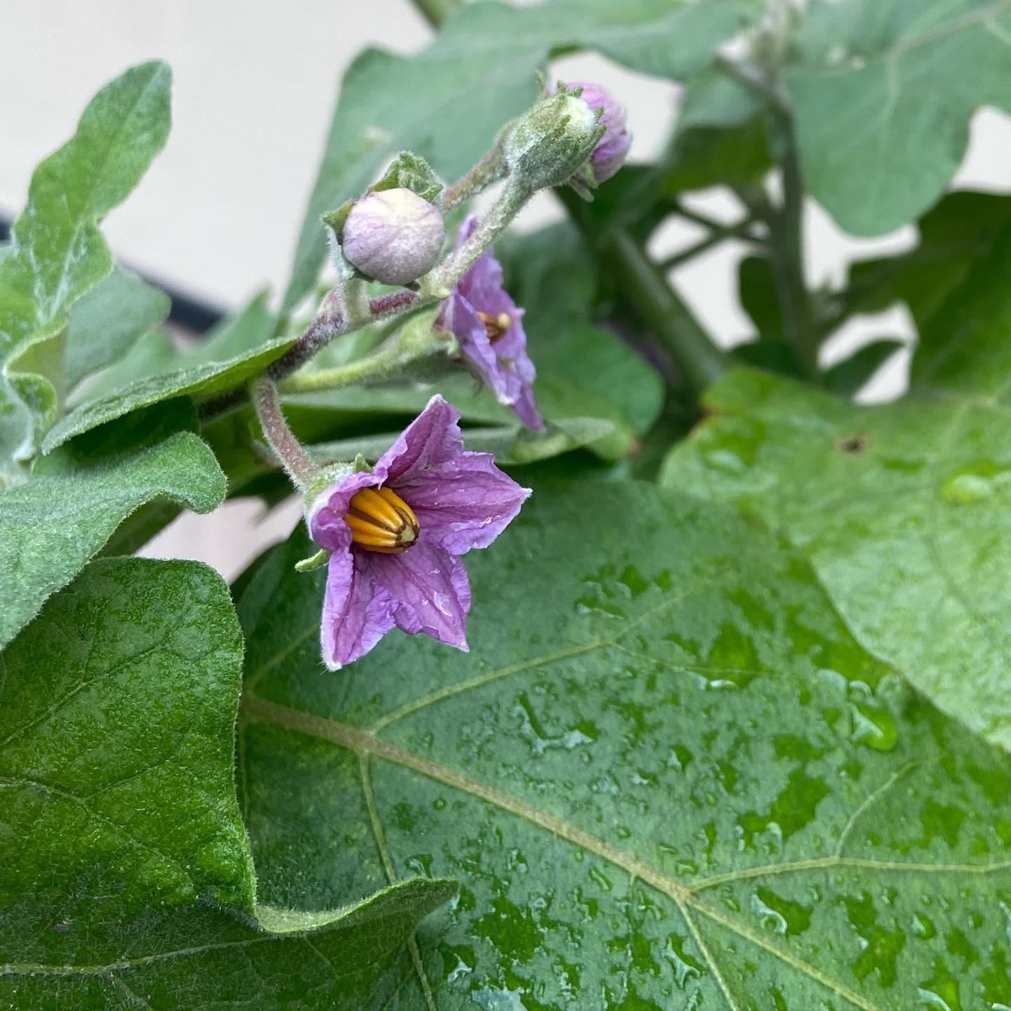 道すがら見やると、茄子の花が咲いていました。その向こうには濃紺の艶やかな実もみつ四つ。本来なら七、八月に実をつ...