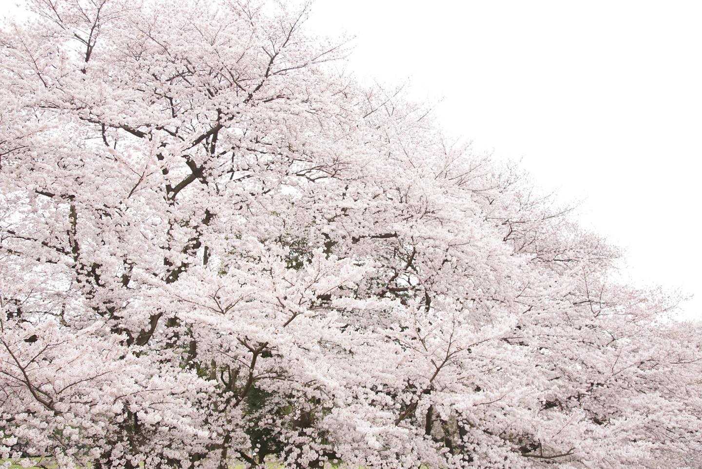 きのう2月15日はお釈迦さまの入滅の日。涅槃会ともいいます。平安時代の歌人 西行法師は、もし叶うなら釈迦と同じ...