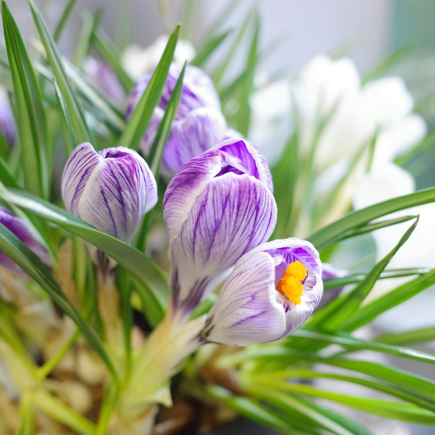 庭に花や木を植えることは、明日を信じること。To plant a garden is to believe i...