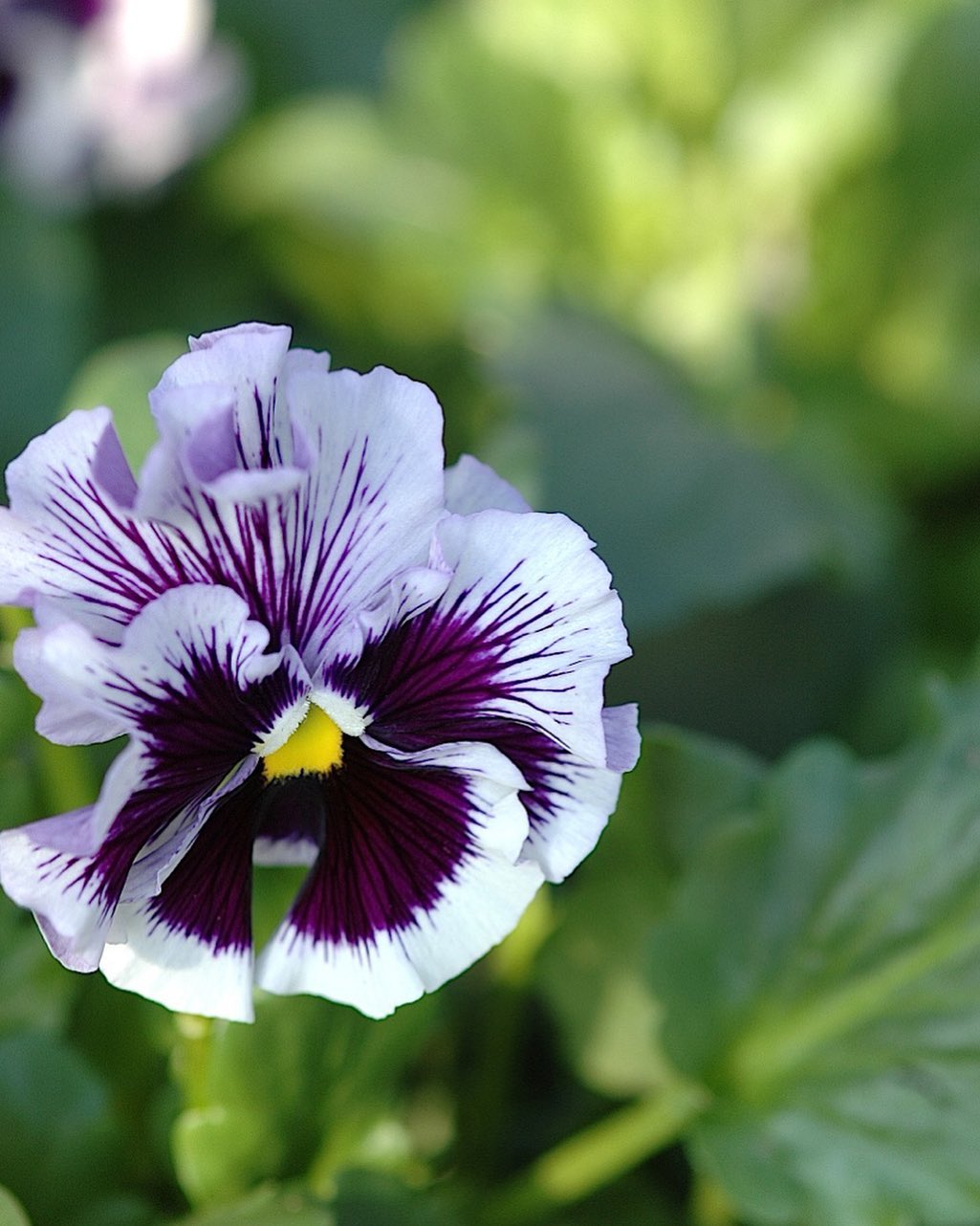 古いドイツの花物語より。むかし昔パンジーにもスミレのように野原に自生していた頃がありました。しかし香り麗しいパ...