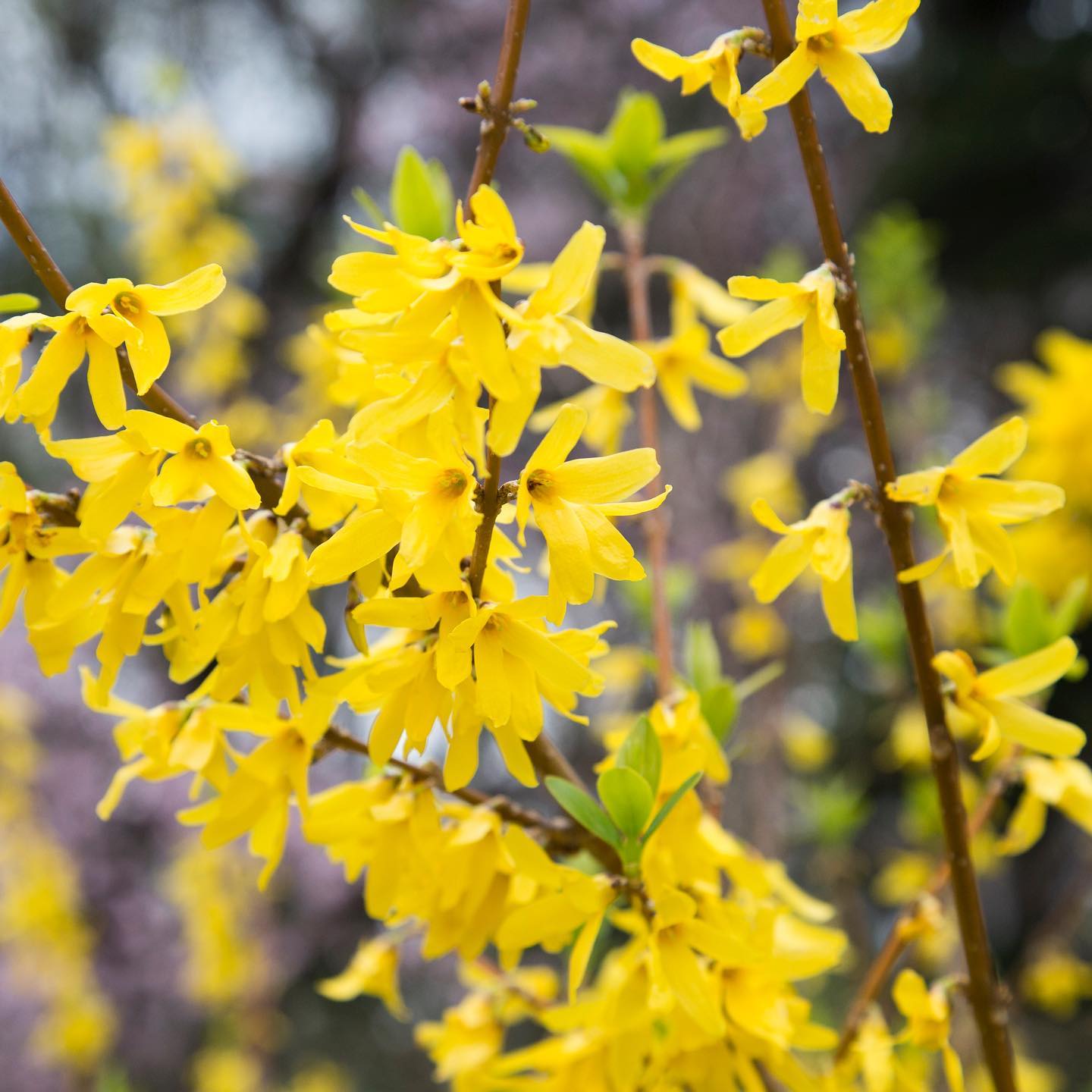 僕が学生時代に見たレンギョウの花のように、絶望している人に対して生きる希望を与えるもの、たとえささやかでも「一...