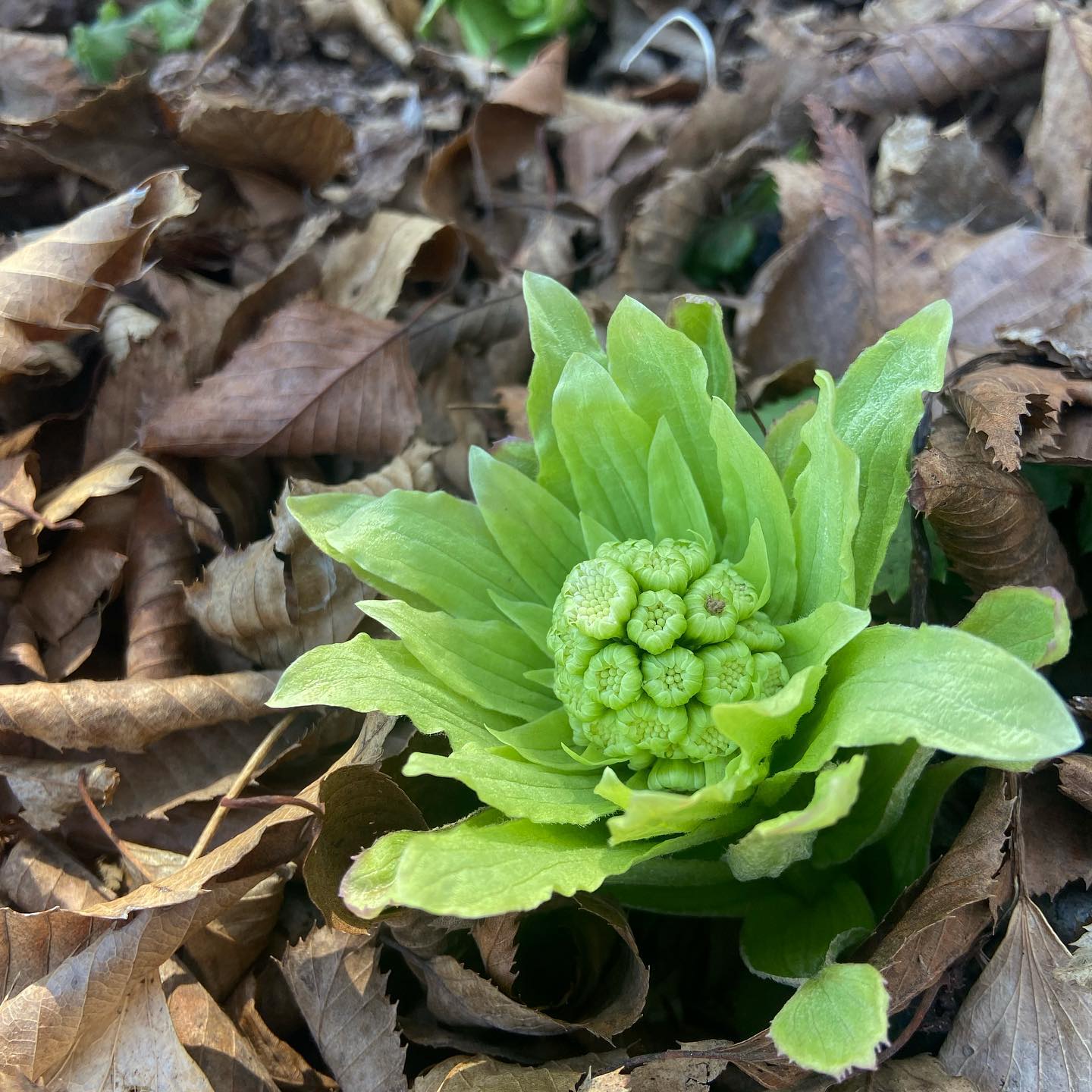 蕗はあまり話題にならないけれど、蕗の薹は春をいざなう風物詩。杉菜は見向きもされないけれど、土筆で春を知るのに似ています。今日は友人に誘われて、蕗の薹を採取しに八街へ。ふかふかの腐葉土の中から顔だす小さな芽吹のかわいいこと。黄緑色に包まれた若芽をみつけるたびに、駆け寄る春の足音をきく思いがしましたよ。今日もいちりんあなたにどうぞ。蕗の薹食べる空気を汚さずに 細見綾子フキノトウ 花言葉「仲間」