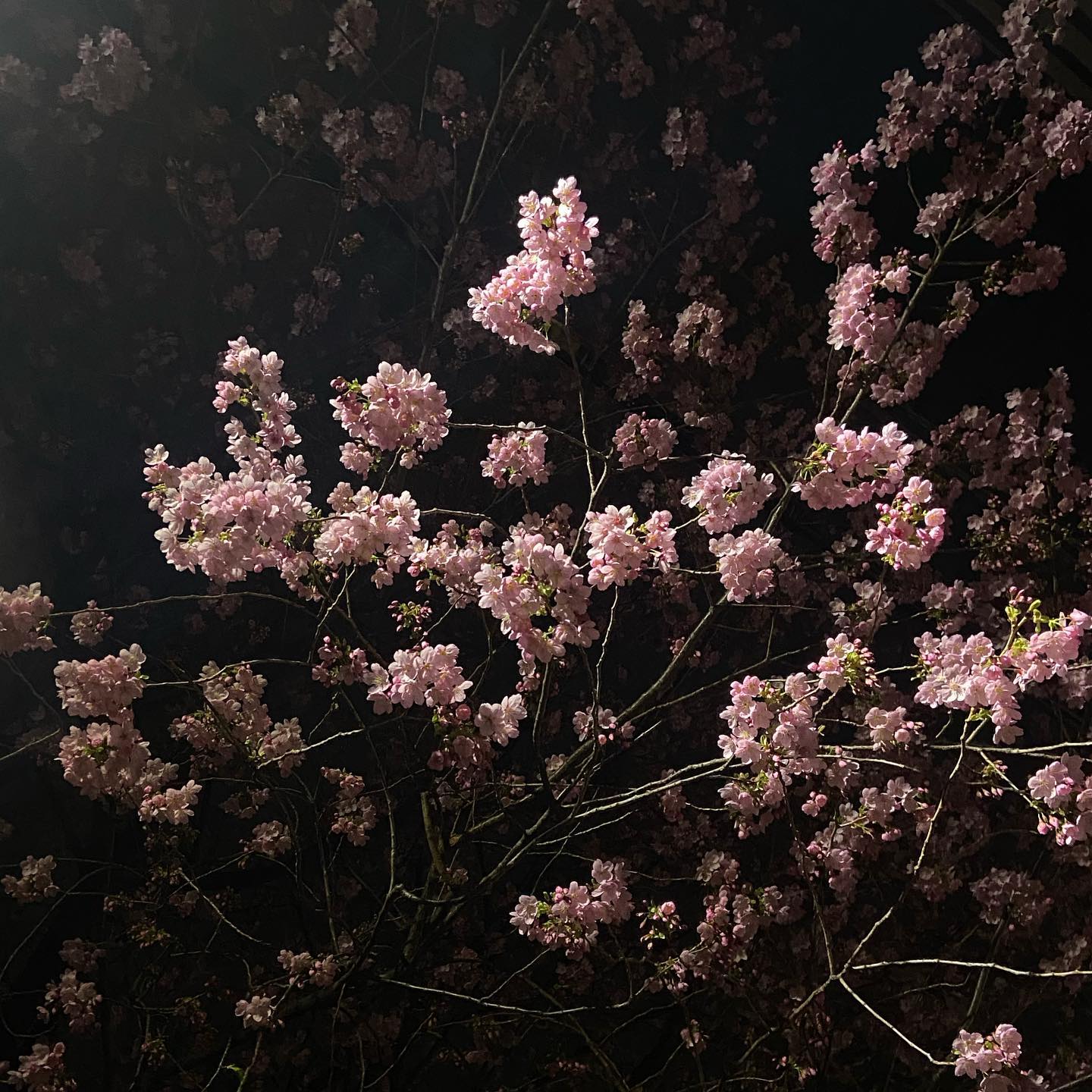 時を待つ心は、春を待つ桜の姿といえよう。静かに春を待つ桜は、一瞬の休みもなく力をたくわえている。たくわえられた...