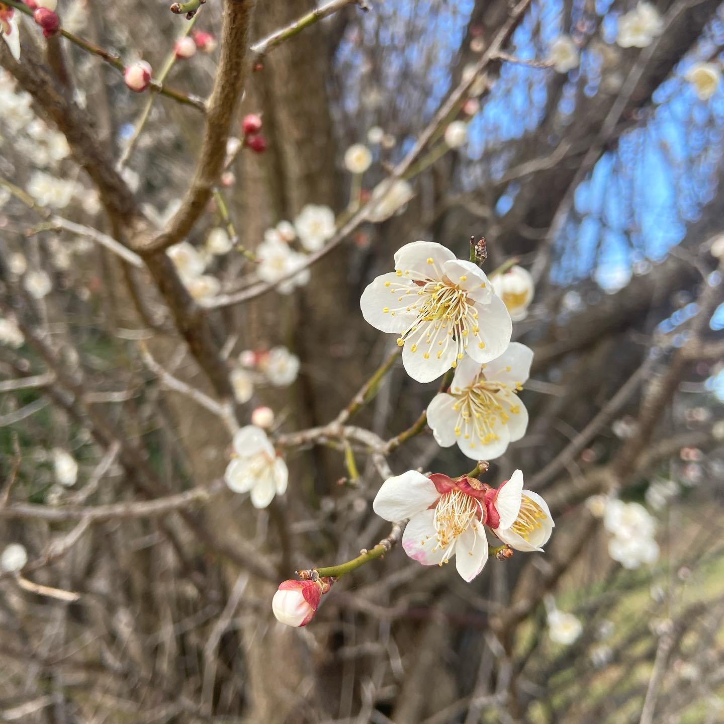 寒い季節に百花に先んじて咲く白梅は、その清楚な花の風情はもとより、香りまでもが気品に満ちて賞美すること盛んです。今年は寒かったせいか、梅も今になって見頃を迎えています。「梅見月」とは二月の異称で、同様に三月は「夢見月」と呼ばれます。本来は、桜に夢みる月ということなんでしょうけれど、今年は梅が今なので、おかげで夜に漂う香に触れるたび、よい夢みれそうな気分です。今日もいちりんあなたにどうぞ。風にだに匂ひを残せ梅の花　ちりての後も人かとはなん-正岡子規シラウメ 花言葉「気品」