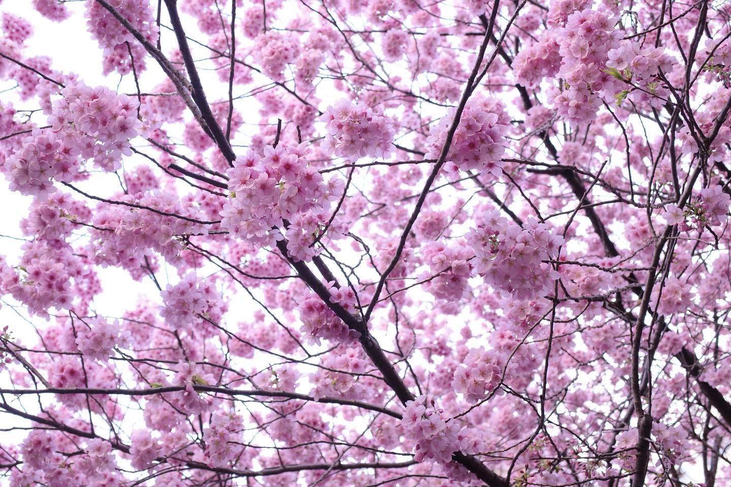 一足早くご近所の桜が満開に。時を待つ心とは、春を待つ桜の姿のようなもの。-松下幸之助桜を見上げて考えた。待つとは、未来に向けて期待や希望を抱くことであると同時に、応えや訪れがないことに執着しないことである。とは言えないだろうか。これまでに抱いた感覚、待つ甲斐のなさ、意のままにならない焦り、待ちぼうけた無力感。もしそんな過去の不甲斐ない記憶を、手放し忘れ続けることができたら、いっそ上手な待ち人になれるのではないだろうか。なんてね。春ですね。今日もいちりんあなたにどうぞ。サクラ 花言葉「精神美」