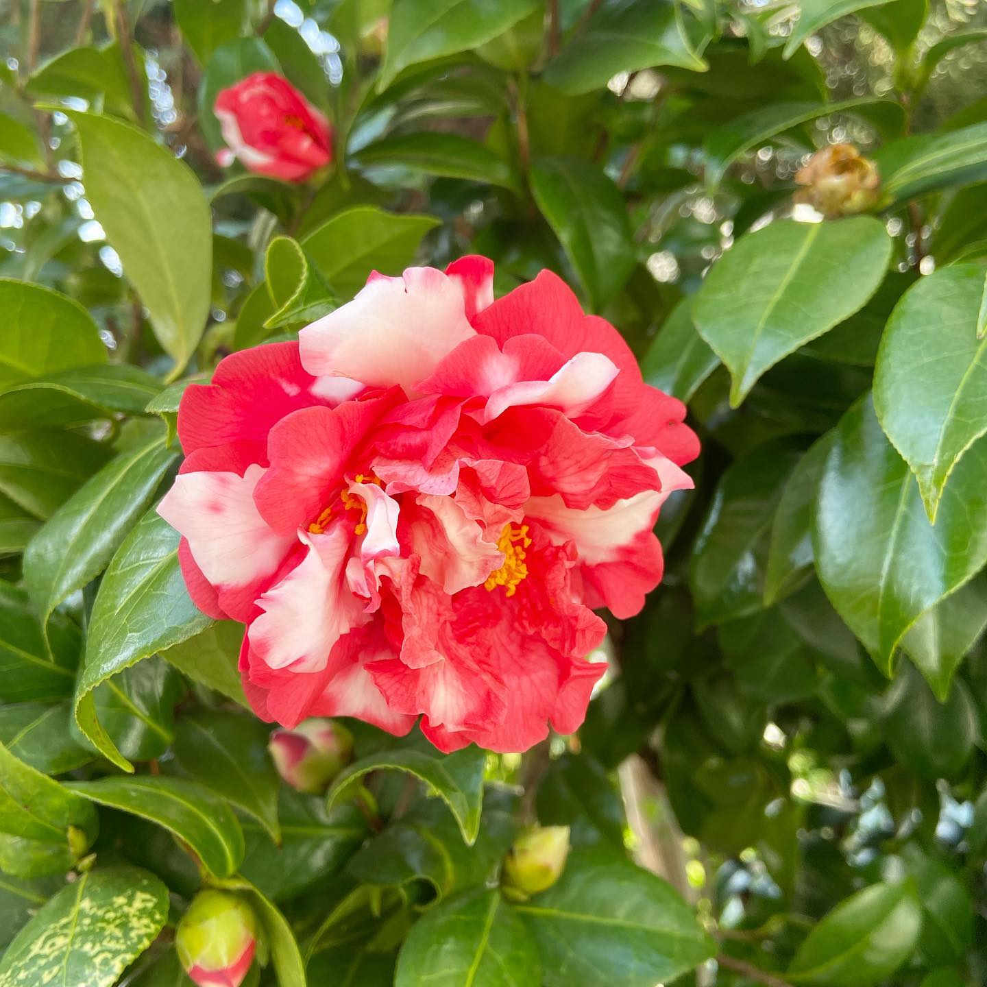 春の彼岸を迎えました。明日の春分の日は「自然をたたえ生物をいつくしむ日」といわれ、この日を境に身にこたえた冬の寒さも和らいでき、小さな生き物たちも初々しく顔を覗かせはじめます。暑さ寒さも彼岸までなんていいますが、このところのお天気をみていると、ほんと文字通り自然に寄り添う気候の変化、三寒四温を感じます。ぬかるみに日の光が反射するのをみて、春の温かみを感じたり、夜風にまた身を縮めたり。体調に気をつけて過ごしましょうね。今日もいちりんあなたにどうぞ。春分の日なり雨なり草の上-林 翔ツバキ 花言葉「控えめな素晴らしさ」