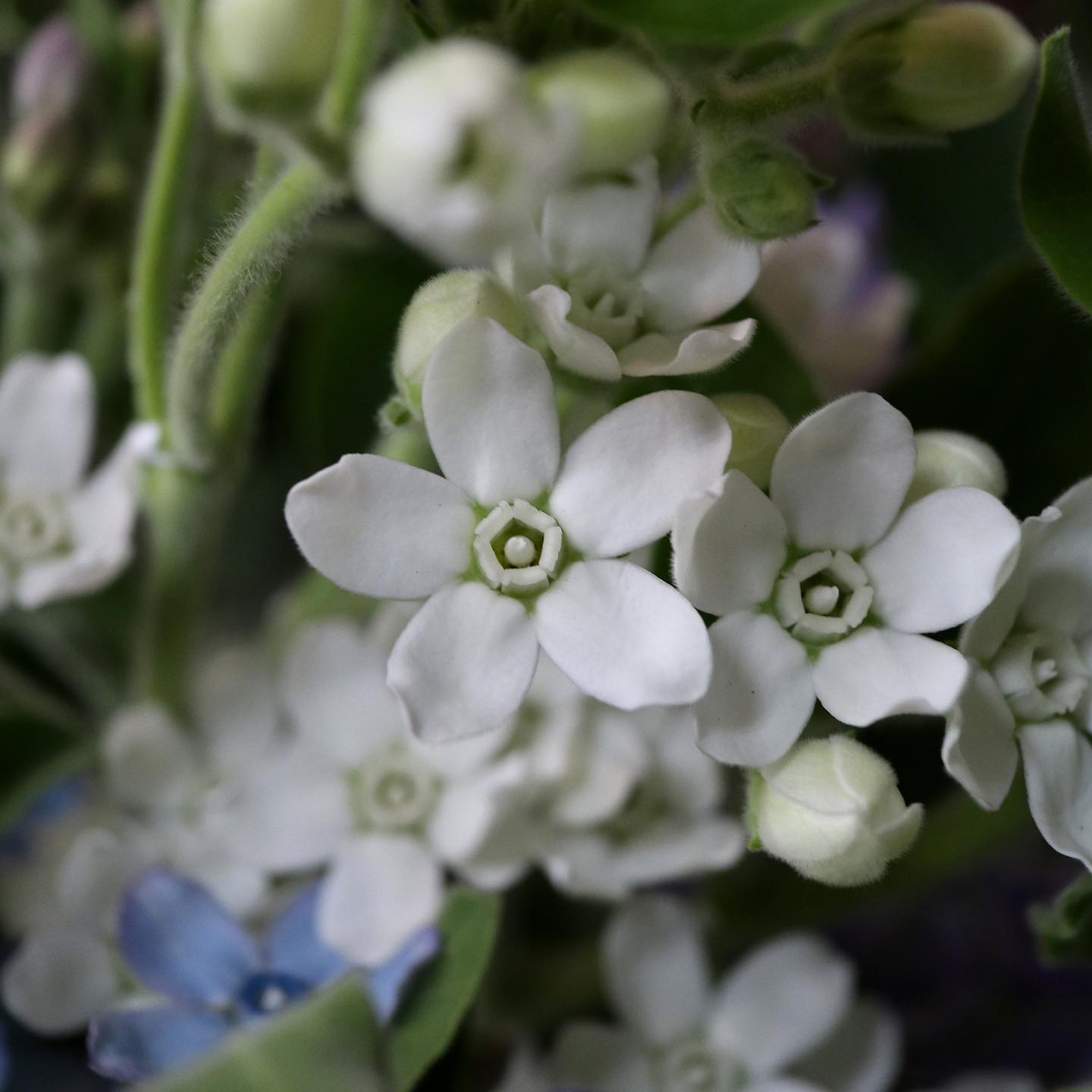 もし、ある女性が花を好きだといってたとしても、彼女が花に水をやることを忘れるのを見てしまったら、私たちは花に対する彼女の「愛」を、信じることはできなくなるだろう。つまり愛とは、愛するものの生命と成長に対して、積極的に気にかけることなのである。つまりこの積極的な配慮のないところに、愛などないのである。-エーリッヒ・フロム『愛するということ』 今日もいちりんあなたにどうぞ。オキシペタラム 花言葉「信じあう心」