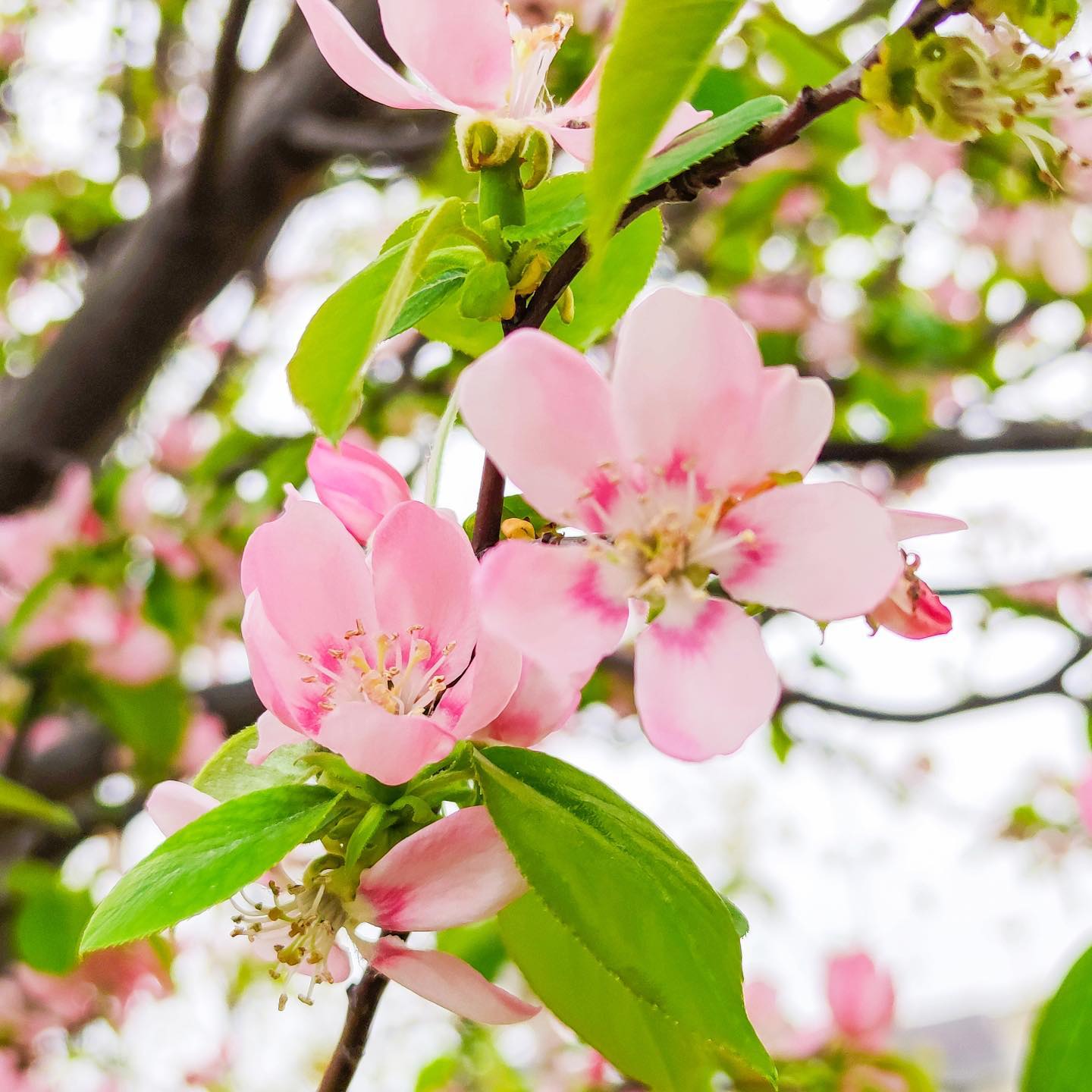 いま日本列島をわたる色の帯は薄い紅。春の花も次々と咲きだしては、嬉々と満開を迎えています。梅、桃、桜、海棠、花梨、花蘇芳。眺める蕾も薄紅から濃紅へ、花は明るさとともに東へ北へ。東京はちょうど桜が見頃です。そちらの花はどうですか。今日もいちりんあなたにどうぞ。春に木が花をつけなければ秋には実のつかない木を見ることになる-ウォルター・スコットカリン 花言葉「唯一の恋」