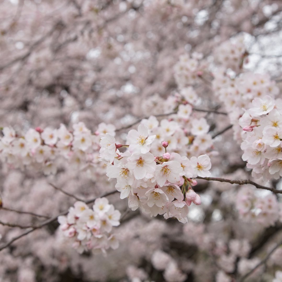 世の中は月に叢雲花に風思うに別れ 思わぬに添う『薄雪物語』名月の夜にかぎって雲がかかって月が見えず、満開の花どきになると風が吹いて花を散らしたりする。まったく世の中とは、良いことにはとかく邪魔が入りやすいし思うようにはいかないものだ。まあでも、花も嵐も楽しかろうと苦しかろうと、生きるってどちらもあることだし、そういうものだ。今日もいちりんあなたにどうぞ。