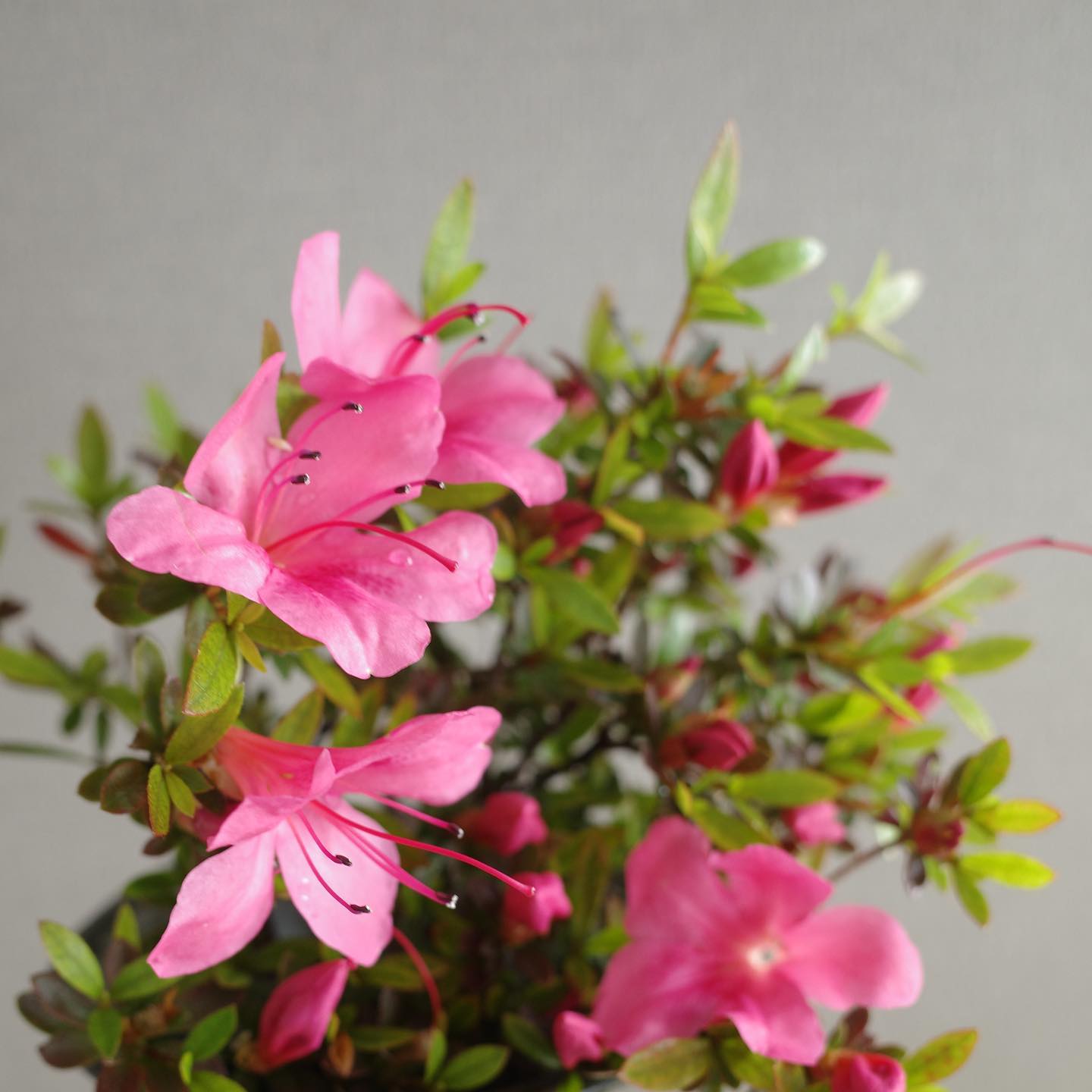 世の中は三日見ぬ間に桜かな-大島蓼太こちらを待たした時間などいにも介さぬ様子、パッと咲いてはパッと散る気ままな桜を眺めては、世の中の移り変わりのはやさを実感するばかりのこの頃です。こないだまで風も水も土も冬のままに冷たかったのが、徐々に暖まりをおびてき梢にも、芽が現れ、春が萌えてゆくのがわかります。花は梅から沈丁花、辛夷から桜、これがすめば躑躅です。世の中ばかりでなく、花の移り変わりのなんと早いことでしょう。そしてなんと愉しい季節でしょう。さあ四月、元気に過ごしてまいりましょう。今日もいちりんあなたにどうぞ。ツツジ 花言葉「慎しみ」