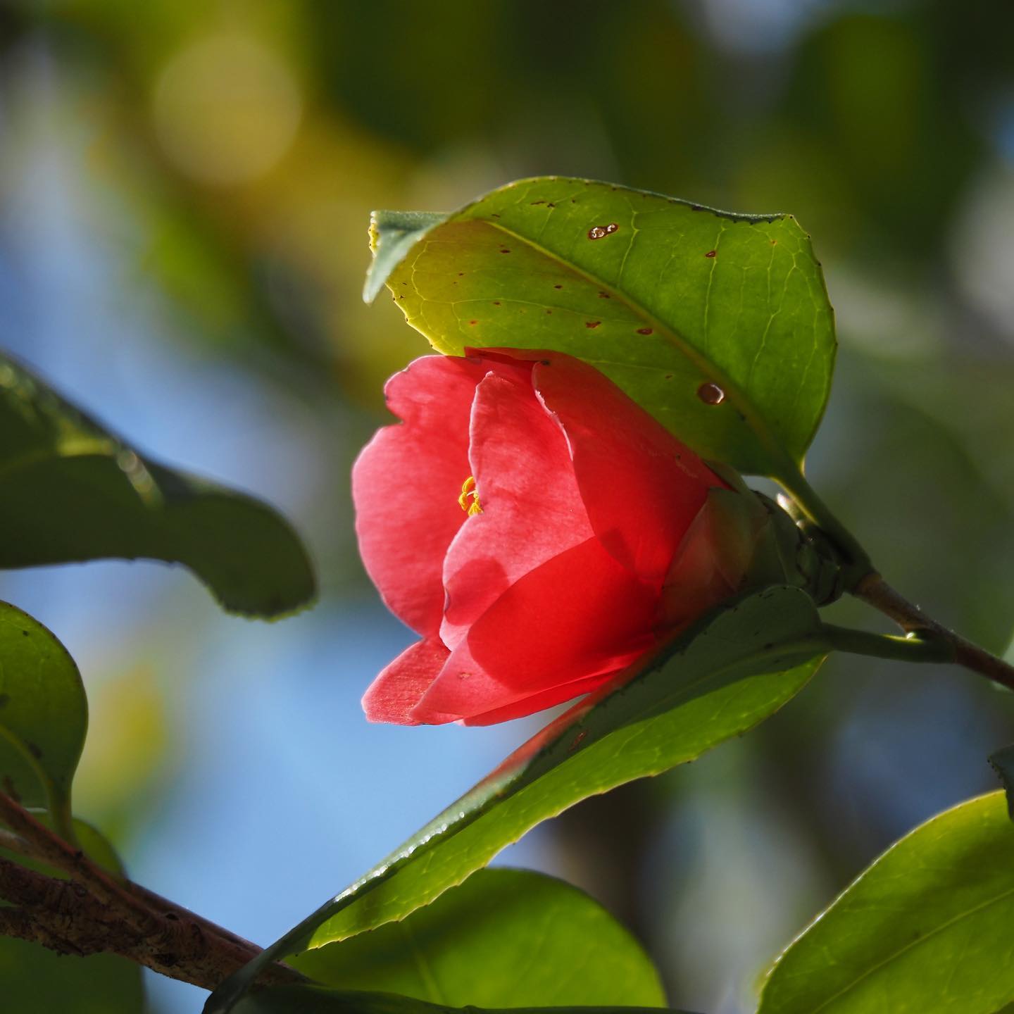 一月の梅にはじまり三月桜までは、次々に花が咲くたび「春よこい」「春がきた」と嬉々に感じたものでした。その後の八重桜、ハナミズキ、ツツジ、藤までくると、開花のたびに「春がゆく」と憂い感じたもので、あれもひとつの春愁と言えるのでしょう。まもなく迎える五月は、晩春と初夏が行き交う天気が続くことから「二季の交差点」というそうです。今はまだ四月ですが、そうと聞くとこの頃の暮れそうで暮れない夕暮れも、なんだか春惜しむ人の愁いが行き戻りする、交差点のようにも思えます。今日もいちりんあなたにどうぞ。春愁や葉ごもり椿ひそと落つ -日野草城ツバキ 花言葉「謙虚」