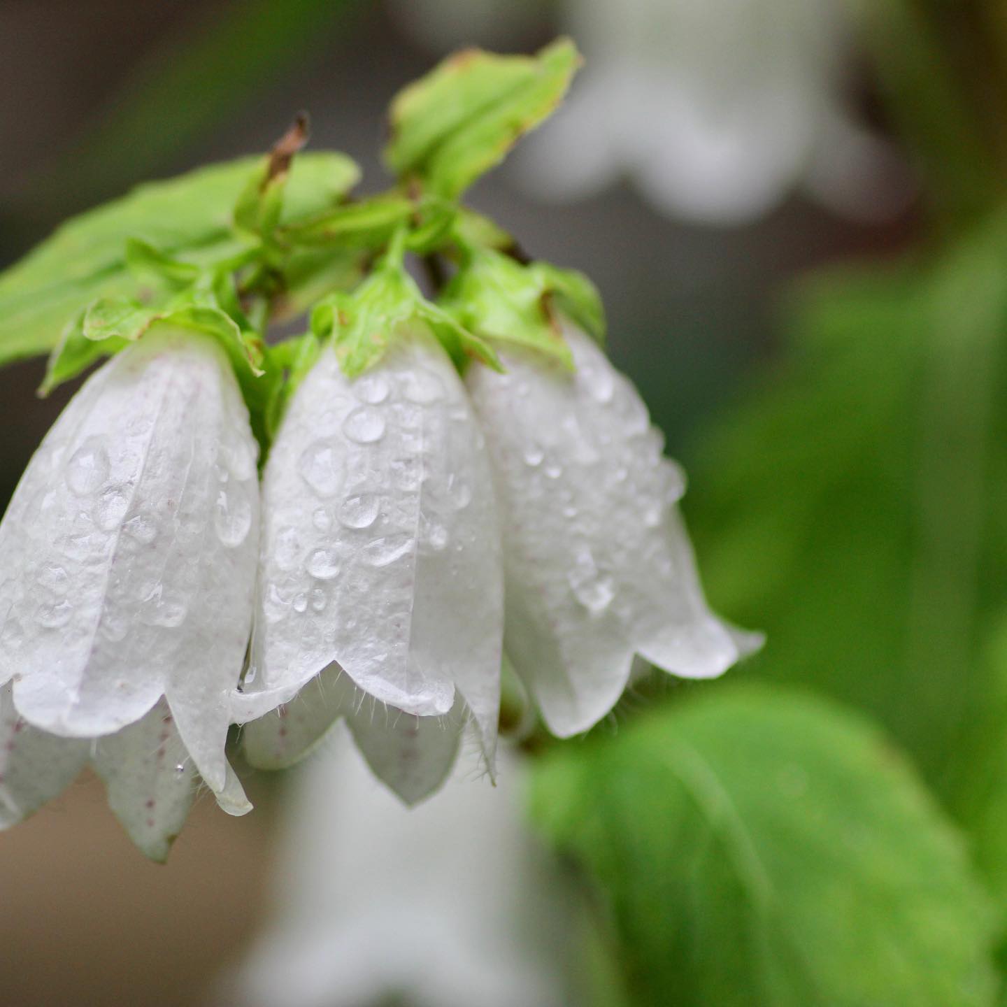 今日4月20日は穀雨。二十四節気の一つで、穀物の種や芽を潤す雨が降る時季のこと。この頃の暖かい雨には田畑の作物も育ち、野山にも緑が増してくよ、というお天道様のお知らせです。「雨は花の父母」という言葉があります。春の雨は草木を育て花を咲かせるから花の父母のようなもの、どんな花にも草木にも公平に降り注ぐ、なんて意味。季も名残り、今日の雨がいとしく思える言葉です。今日もいちりんあなたにどうぞ。本読むは微酔のごとく穀雨かな-鳥居おさむホタルブクロ　花言葉「忠実」