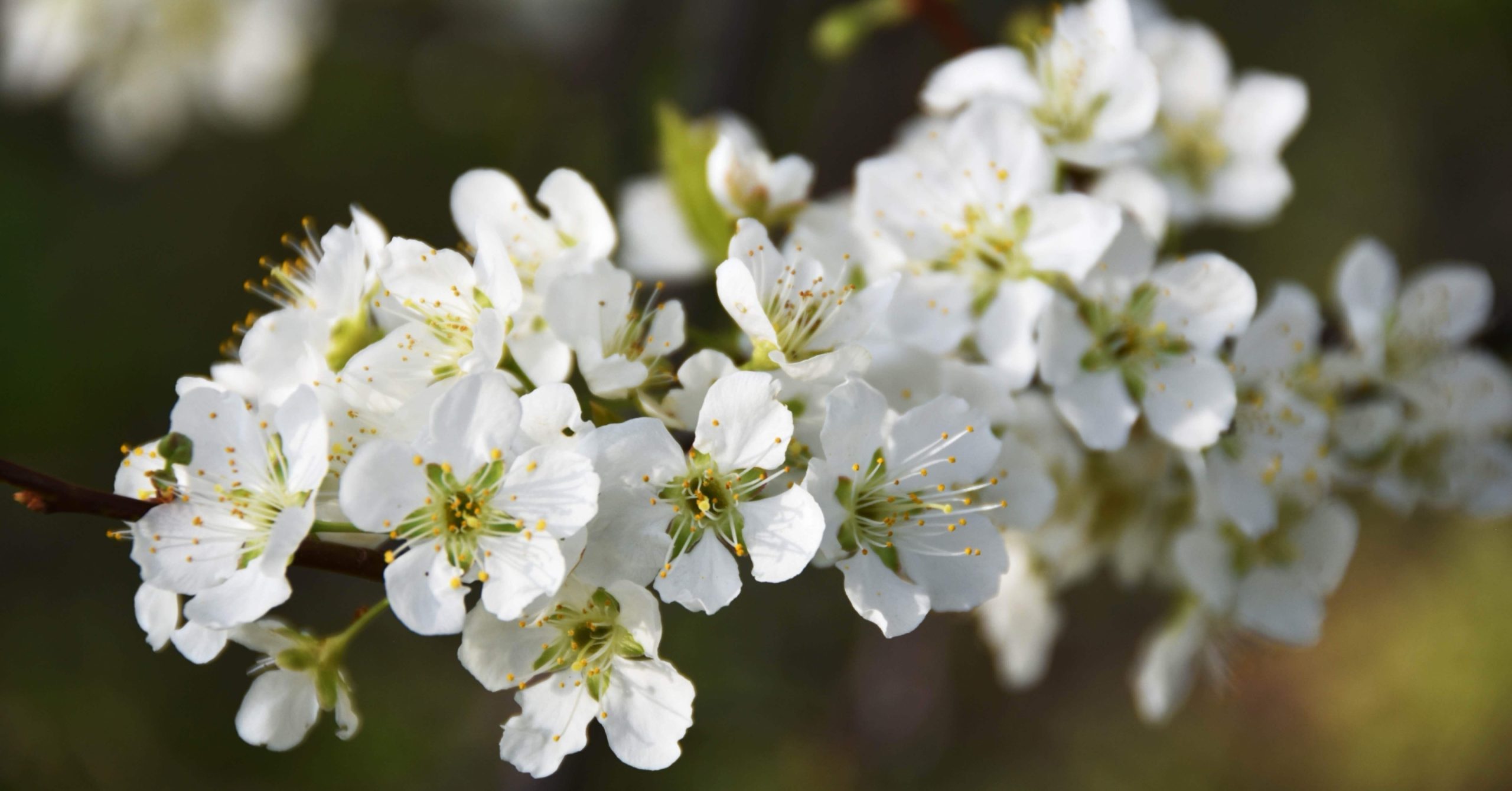 桜梅桃李（おうばいとうり）